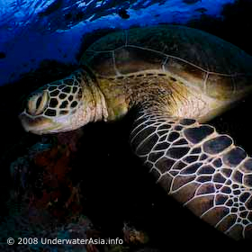 Green Turtle